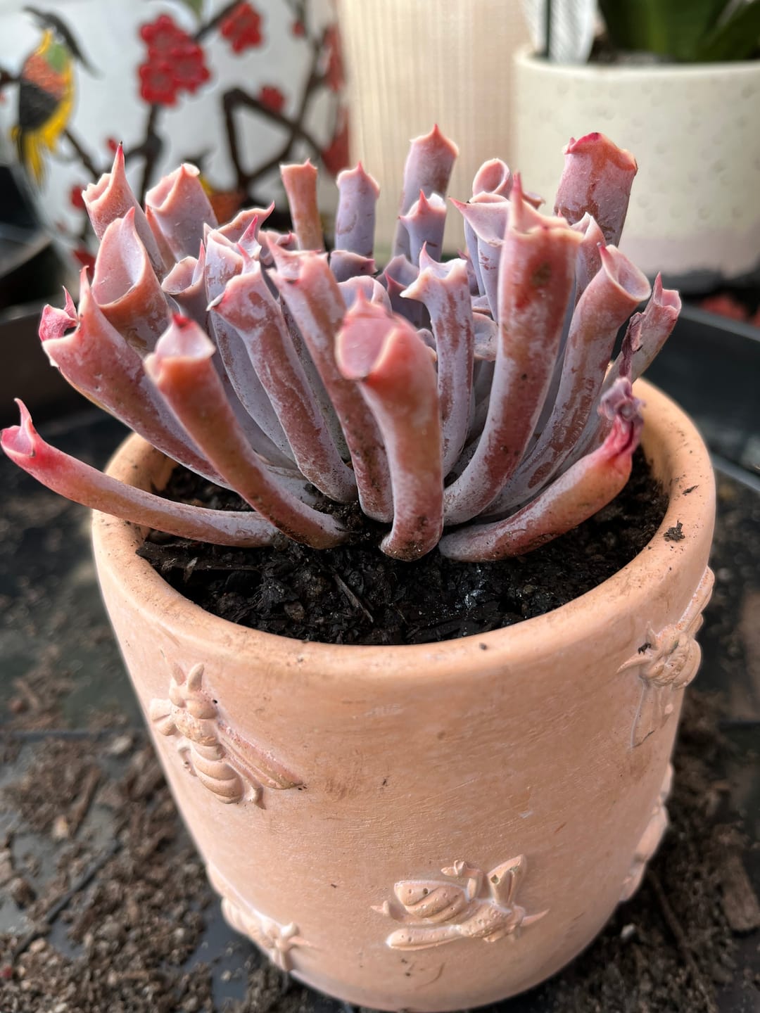 Customer photo review of Echeveria 'Trumpet Pinky'