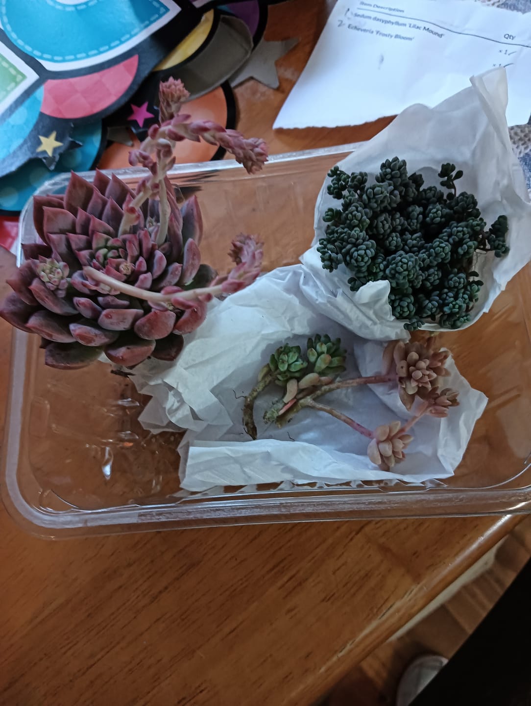 Customer photo review of Sedum dasyphyllum 'Lilac Mound'