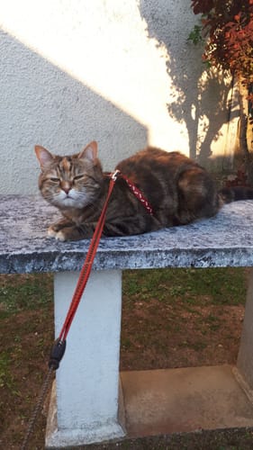 Avis photo d'un client sur Croquettes Chat Stérilisé Sans Céréales - Poulet