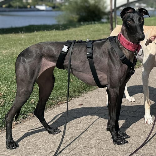 Customer photo review of Premium Sicherheitsgeschirr gepolstert, Panikgeschirr