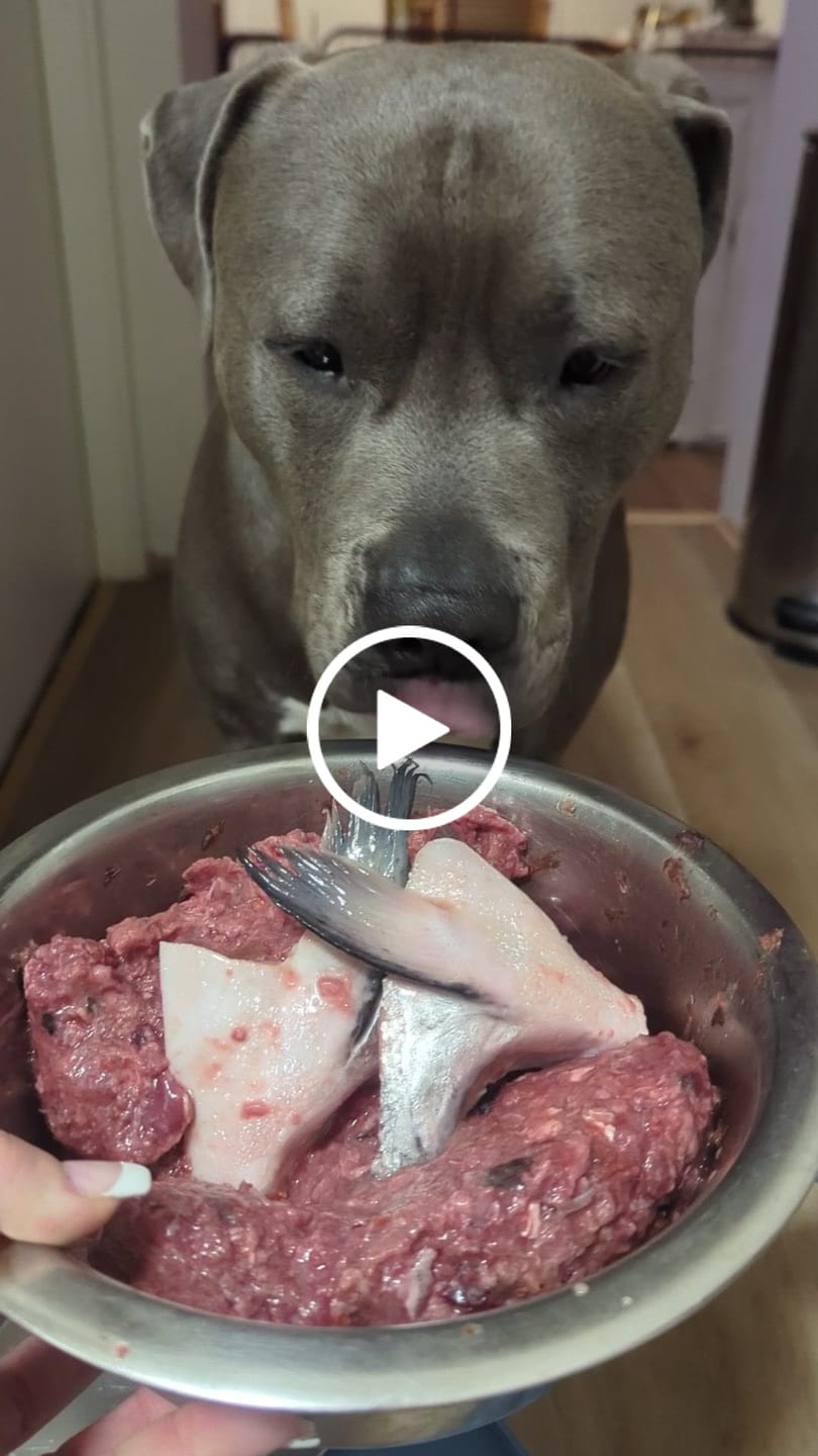 Customer video review of Pure Duck Wing for Dogs & Cats