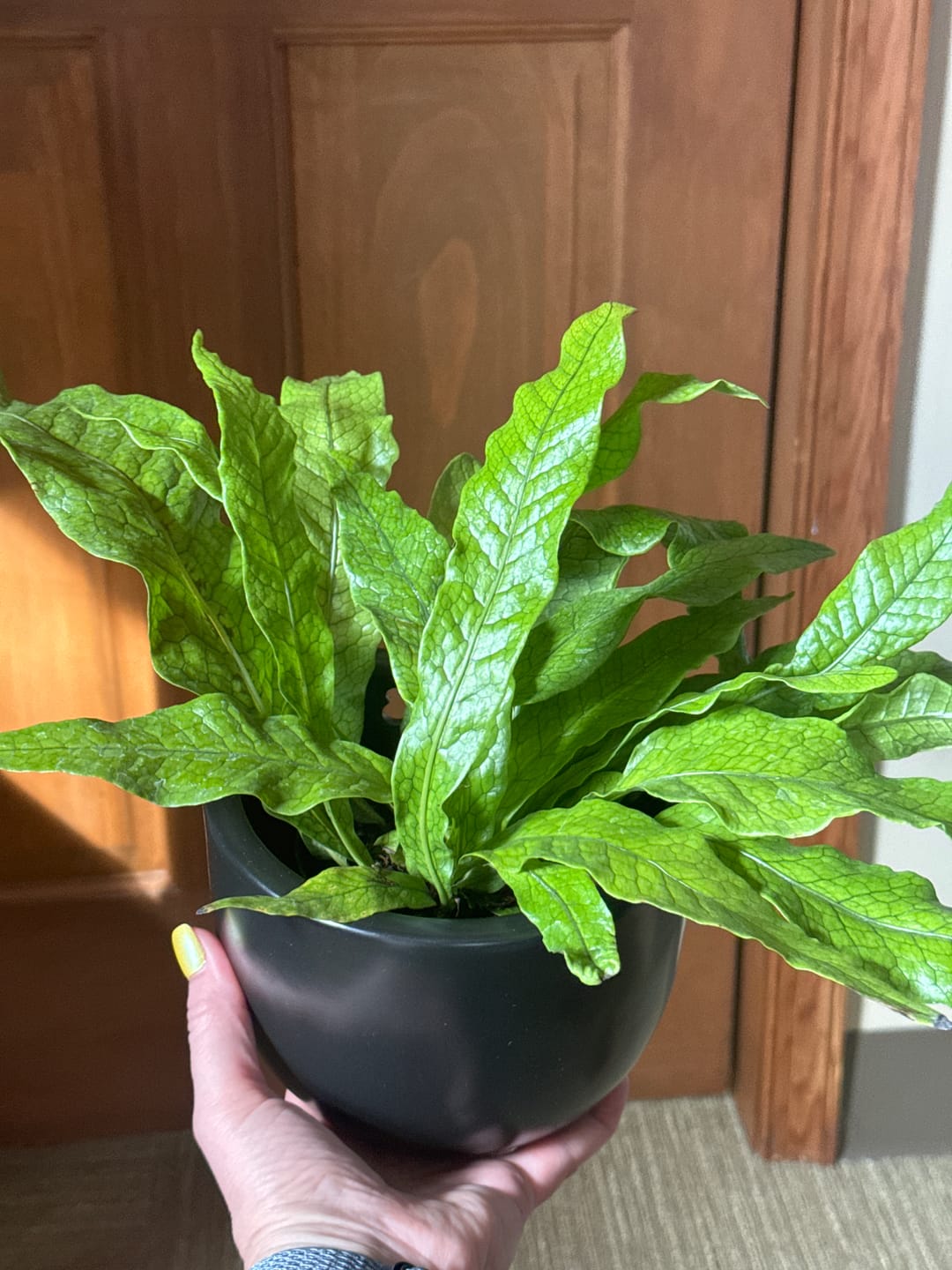 Customer photo review of Fern Microsorum musifolium 'Crocodyllus' "Crocodile"