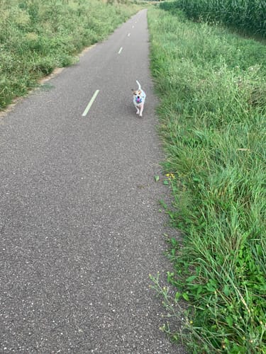 Customer photo review of Collier Anti Aboiement PuppySafe