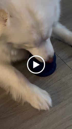 Customer video review of Freezball - Durable Fillable Dog Chew Bone