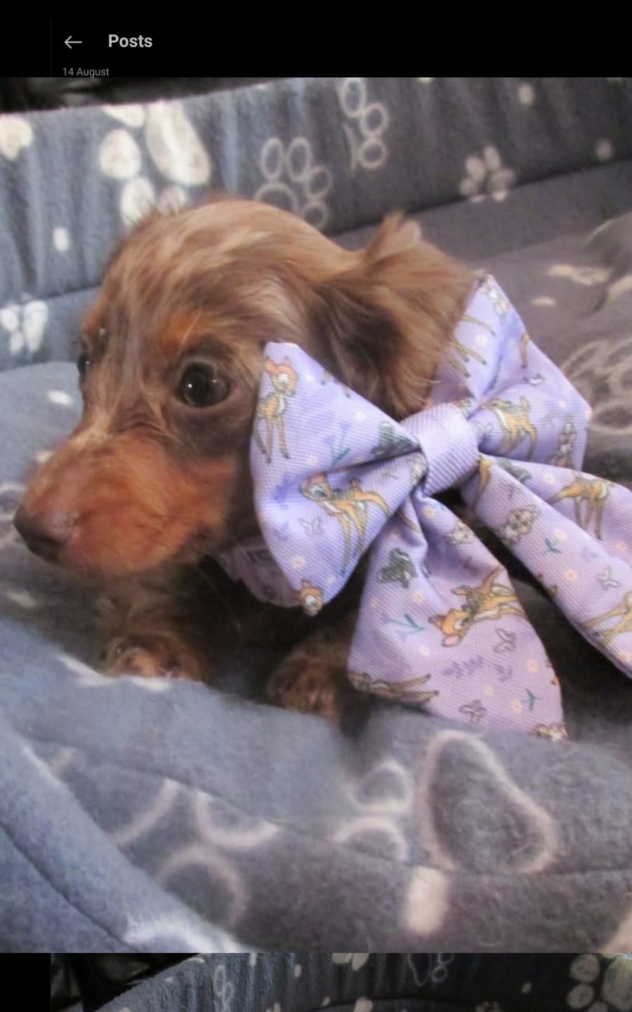 Customer photo review of Disney© Sailor Bow - Bambi + Friends Lilac