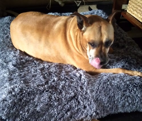Customer photo review of PaWz Premium SuperMat Calming Bed