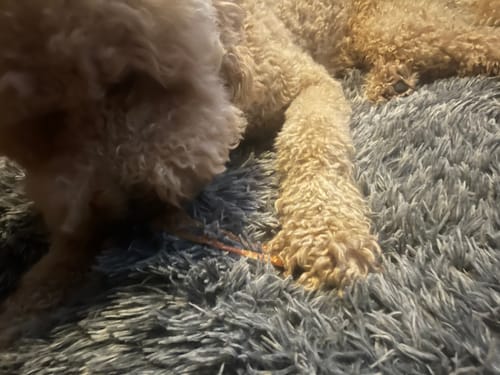 Customer photo review of USA Turkey Tendons