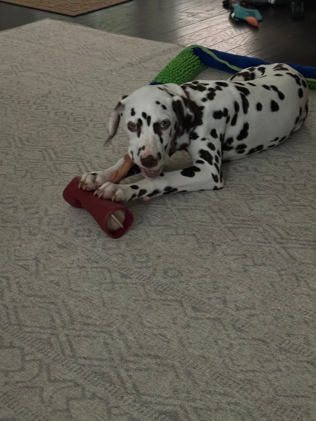 Customer photo review of Bully Bunches Puppy Pack