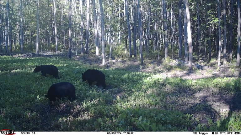 Customer photo review of Buckwheat Food Plot Seed