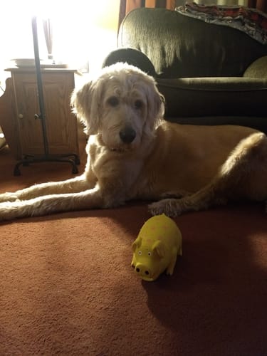 Customer photo review of Canine Cush Hip & Joint Chews