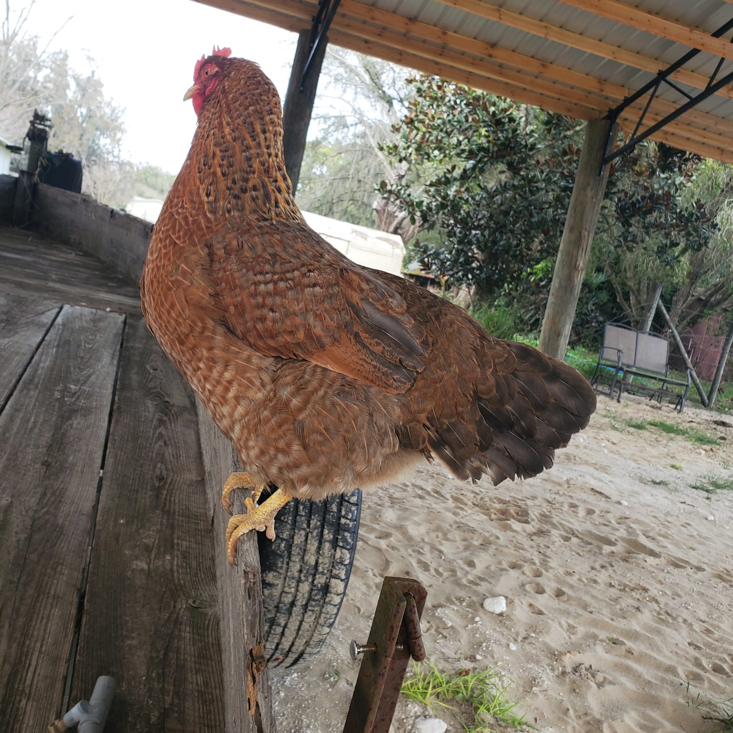 Customer photo review of GrubTerra Dried Black Soldier Fly Larvae - The Safest Treat For Your Flock