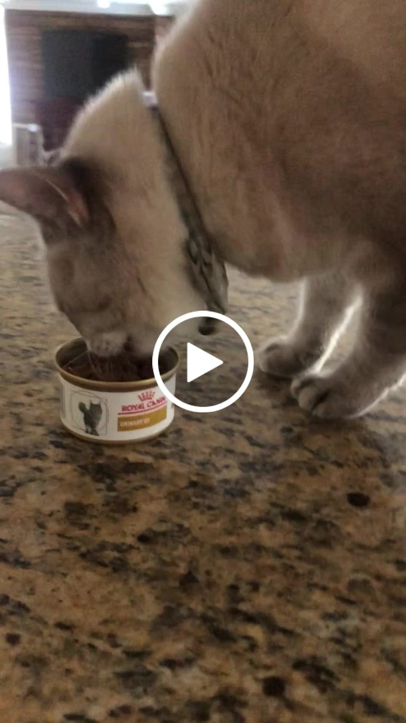 Customer video review of Royal Canin Veterinary Diet - Urinary SO Morsels in Gravy Canned Cat Food