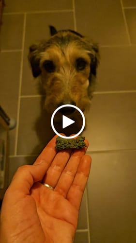 Customer video review of Friandises 100% naturelles pour chien - Spiruline & Carotte