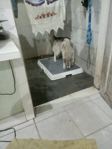 Customer photo review of Weasy Cão