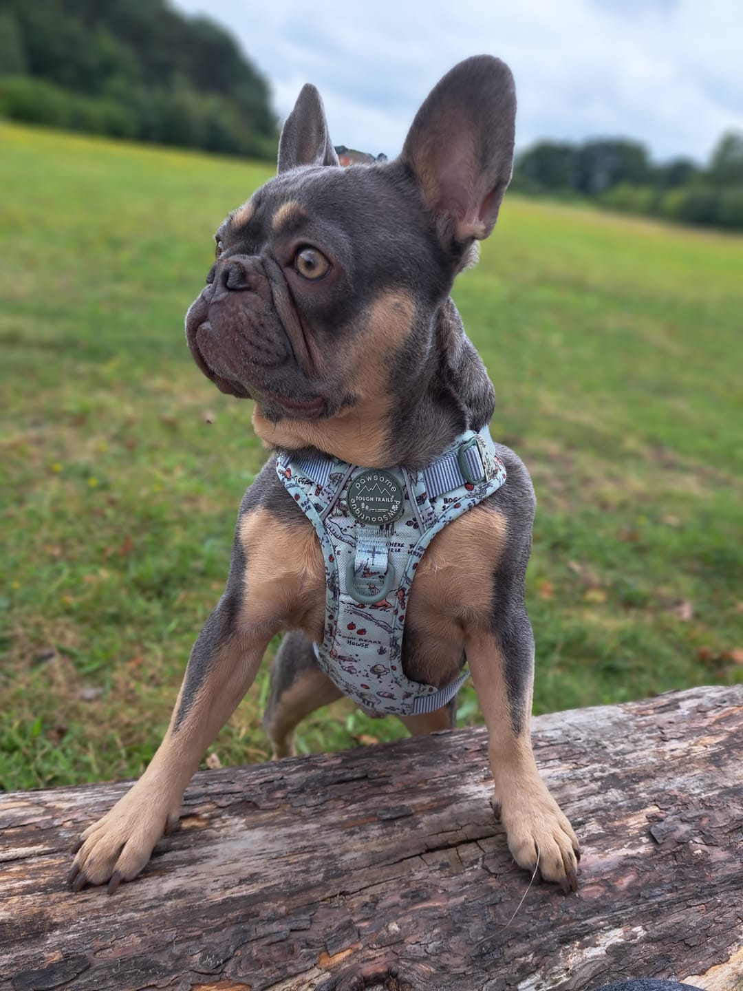 Customer photo review of Disney© Tough Trails™ Harness - 100 Aker Wood