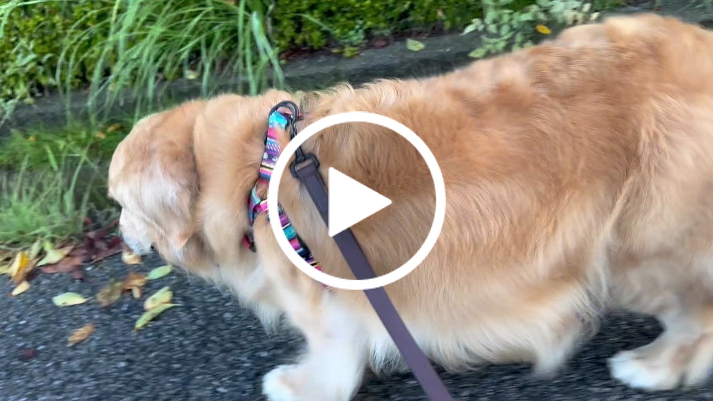 Customer video review of マイラ 犬のお散歩バッグ