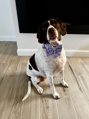 Customer photo review of Disney© Collar - Bambi + Friends Lilac