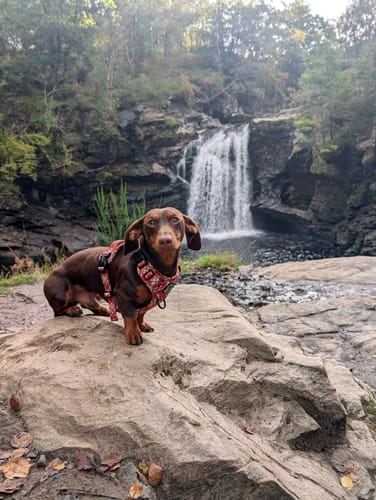Customer photo review of Tough Trails™ Harness - Pumpkin Plaid