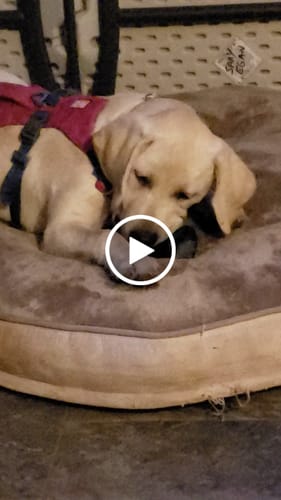 Customer video review of Freezball - Durable Fillable Dog Chew Bone
