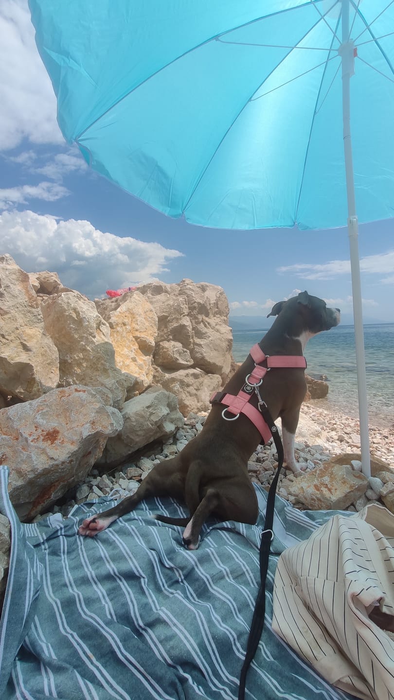 Customer photo review of TRI-Harness® | Anti-Pull, Adjustable & Durable - Dog Trainers Choice -  Pink v2.0
