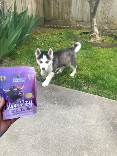 A small puppy on grass approaching a hand holding dog treats.