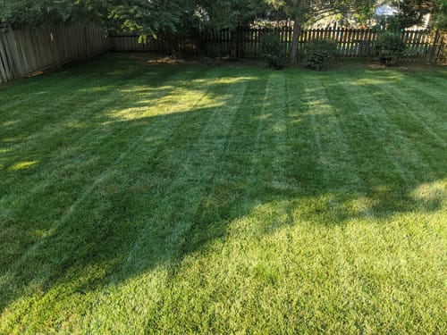 Customer photo review of GCI Turf Type Tall fescue Grass Seed