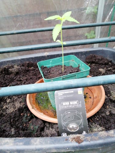 Customer photo review of Double Kush Cake 040 Cannabis Samen, Feminisierte Autoflowering Indica Samen für den Eigenanbau