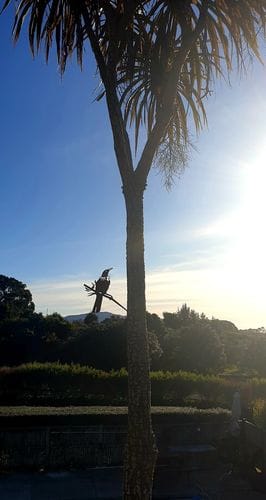 Customer photo review of Tūī