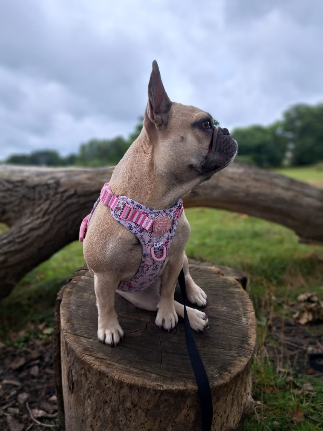 Customer photo review of Disney© Tough Trails™ Harness - Piglet