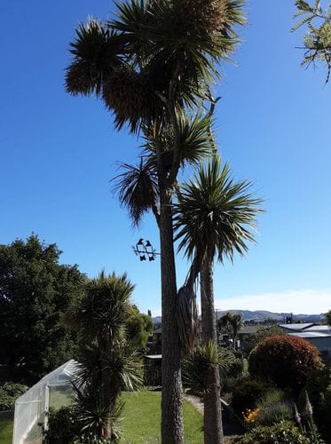 Customer photo review of Kererū Pair