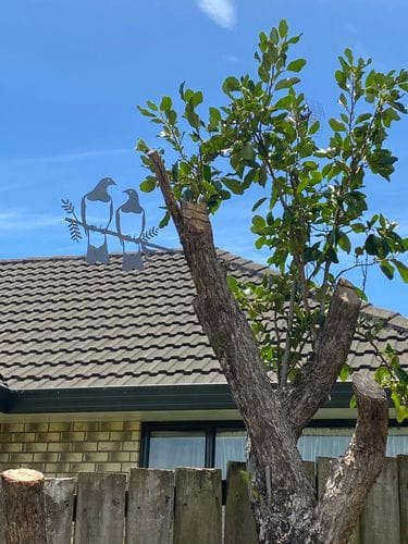 Customer photo review of Kererū Pair