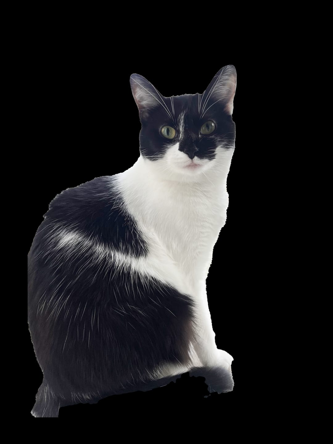 Customer photo review of Custom Pet Portaits Pillow From Photo Personalized Black And White Throw Pillow