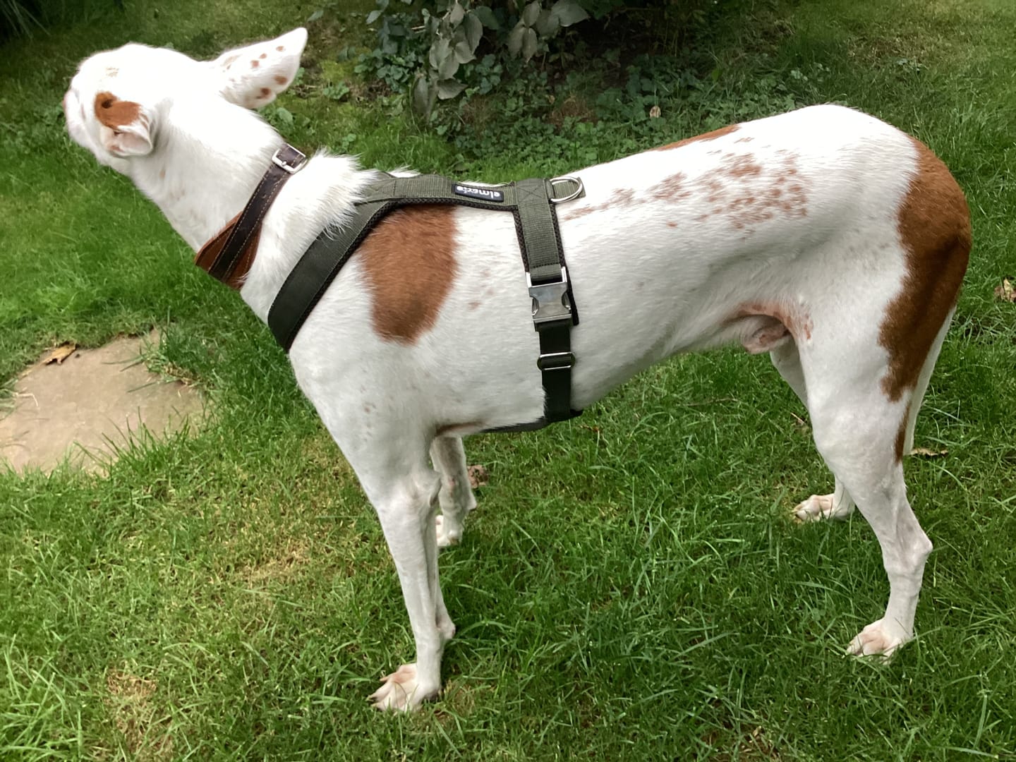 Customer photo review of Hundegeschirr PRO "Mountain Green"