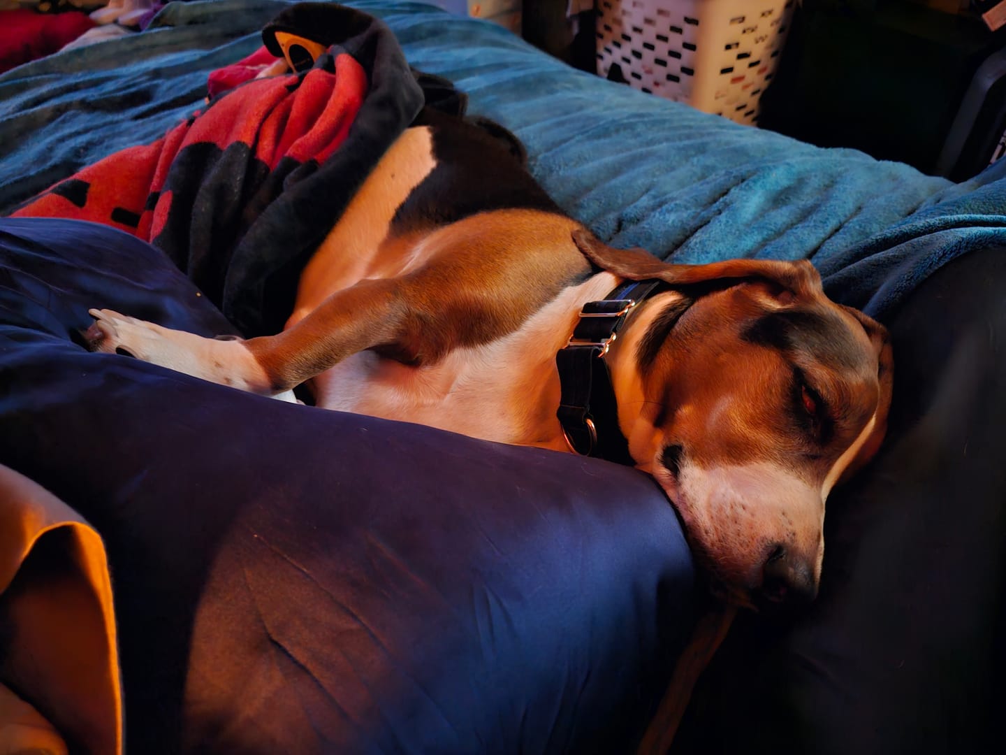 Customer photo review of Guardian's Choice All Natural Flea, Tick and Mosquito Deterrent for Dogs - 100 Soft Chews 10.00% Off Auto renew