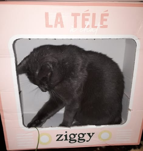 Avis photo d'un client sur Croquettes Chat Stérilisé Sans Céréales - Poulet