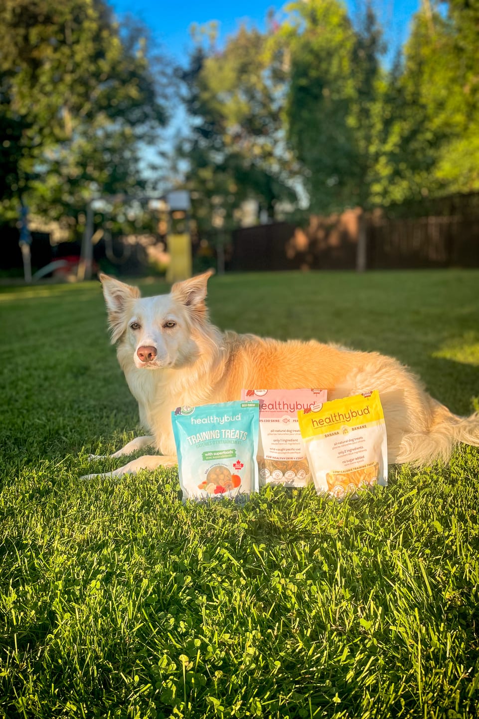 Customer photo review of Beef Mini Training Treats