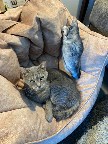 Customer photo review of Custom Pet Pillow