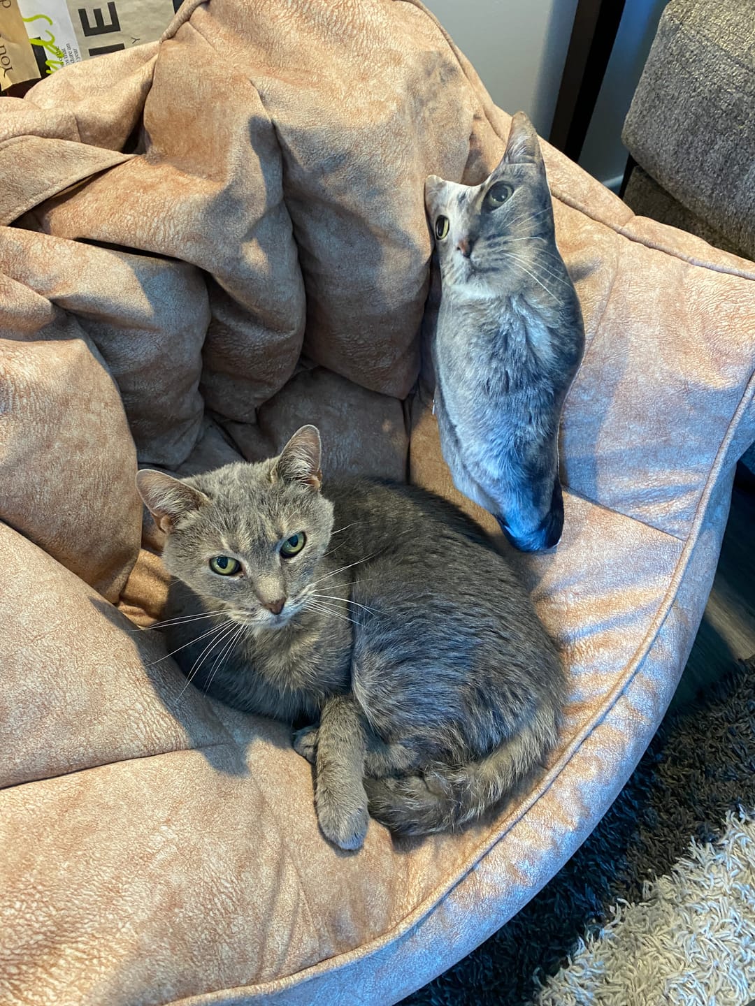 Customer photo review of Custom Pet Pillow