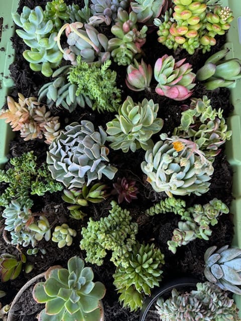 Customer photo review of Bulk Mixed Succulent Value Packs