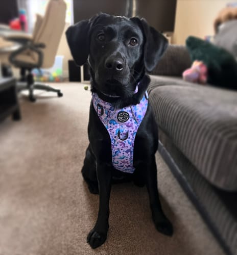 Customer photo review of Tough Trails™ Harness - Tiny Diny