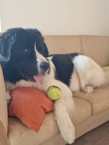Customer photo review of KONG - SqueakAir bolde 2 stk. Large