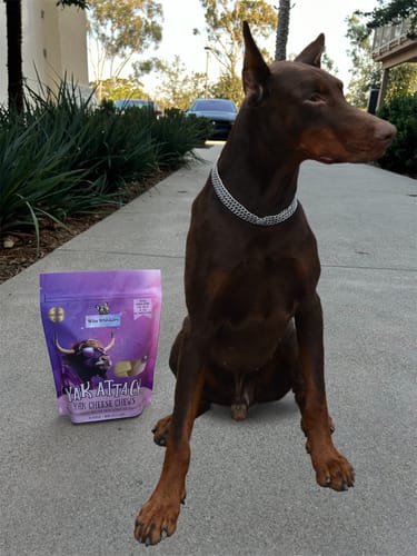 Doberman sitting on a sidewalk next to a bag of dog treats.