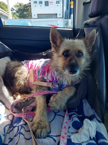 Customer photo review of Kangaroo Tendons - Natural Dental Chews!