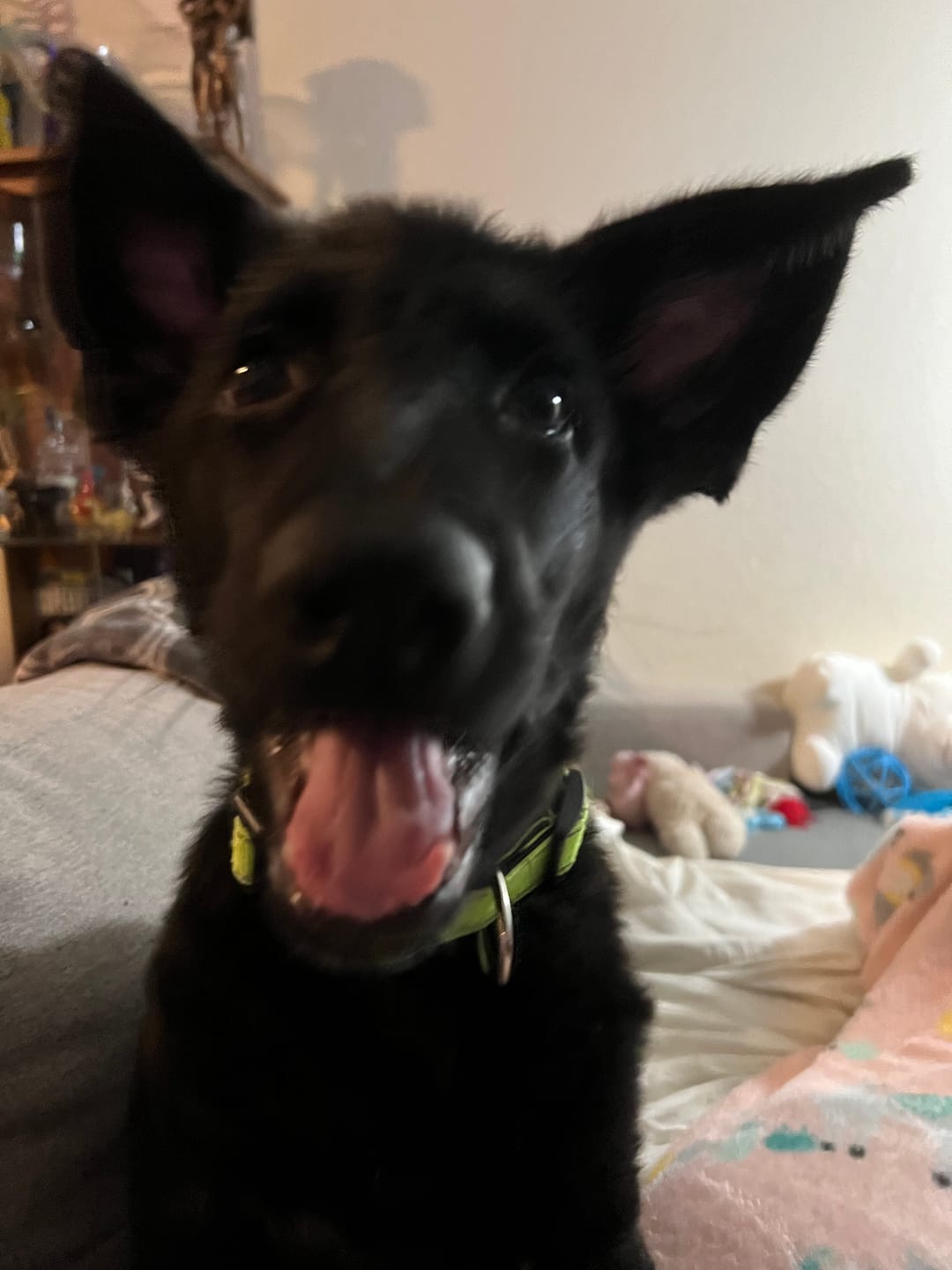 Customer photo review of Bully Bunches Puppy Pack