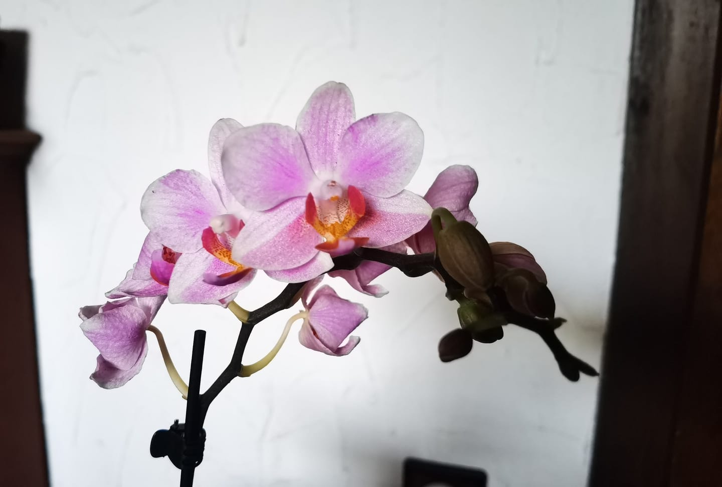 Customer photo review of Table Dance Orchideen Farbmix mit 1 Stiel im 6er Set