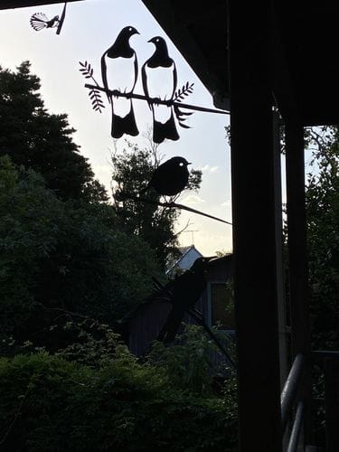 Customer photo review of Kererū Pair