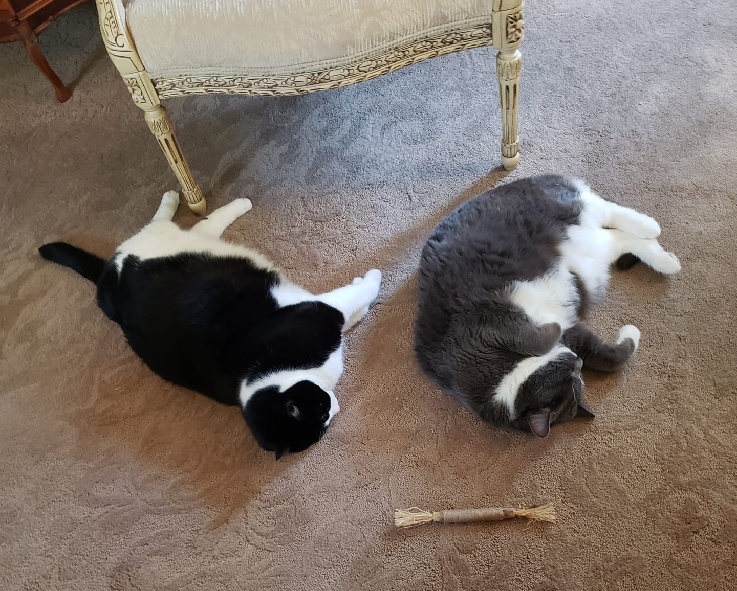Customer photo review of RYERCAT Silvervine Cat Dental Sticks