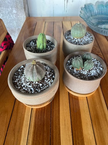 Customer photo review of San Pedro Cactus Cuttings | Echinopsis (Trichocereus) pachanoi Cuttings