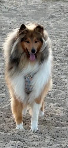 Customer photo review of Disney© Tough Trails™ Harness - Lion Friends