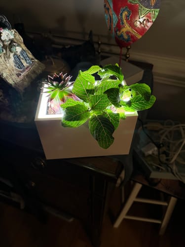 Customer photo review of Rectangle Table Blüme Light LED Planter
